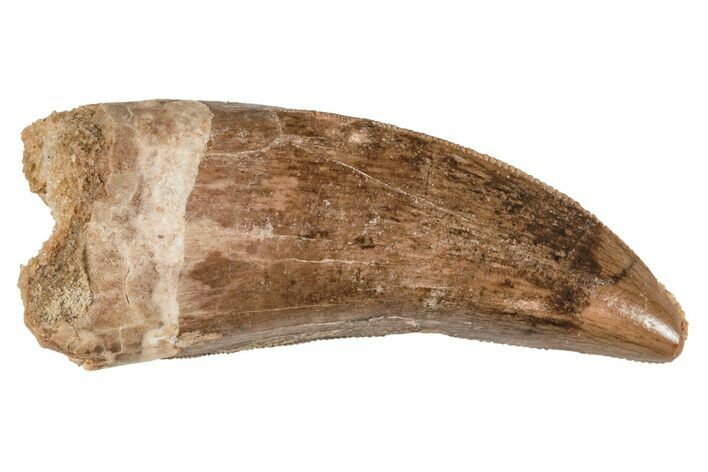 Serrated, Juvenile Carcharodontosaurus Tooth #214440